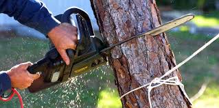 Trusted Geneva, IL Tree Services Experts