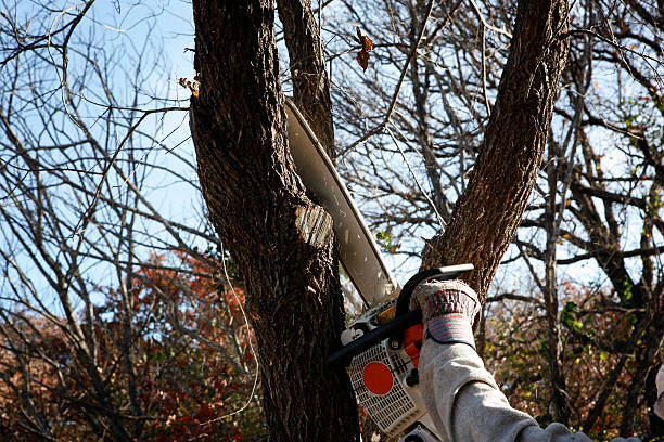 Best Tree Trimming and Pruning  in Geneva, IL