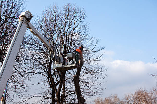 How Our Tree Care Process Works  in  Geneva, IL